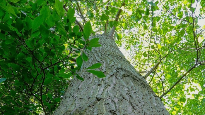 BoomBlokweer-foto Mieke Brouwer