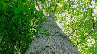 BoomBlokweer-foto Mieke Brouwer