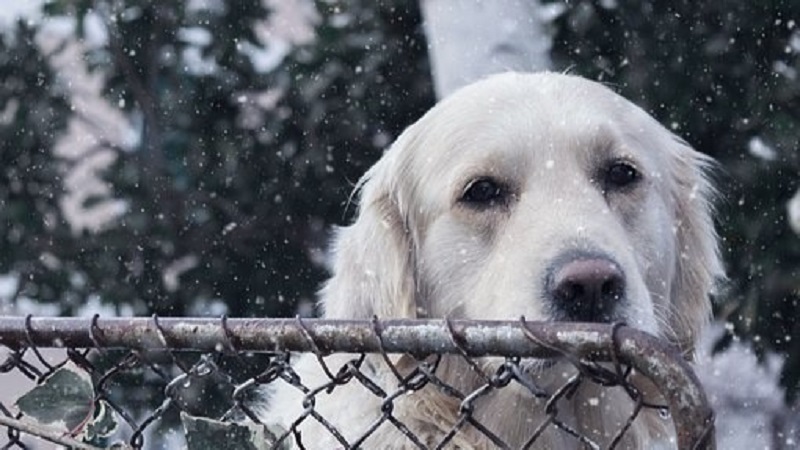 Dit moet je weten over oormijt bij honden en katten