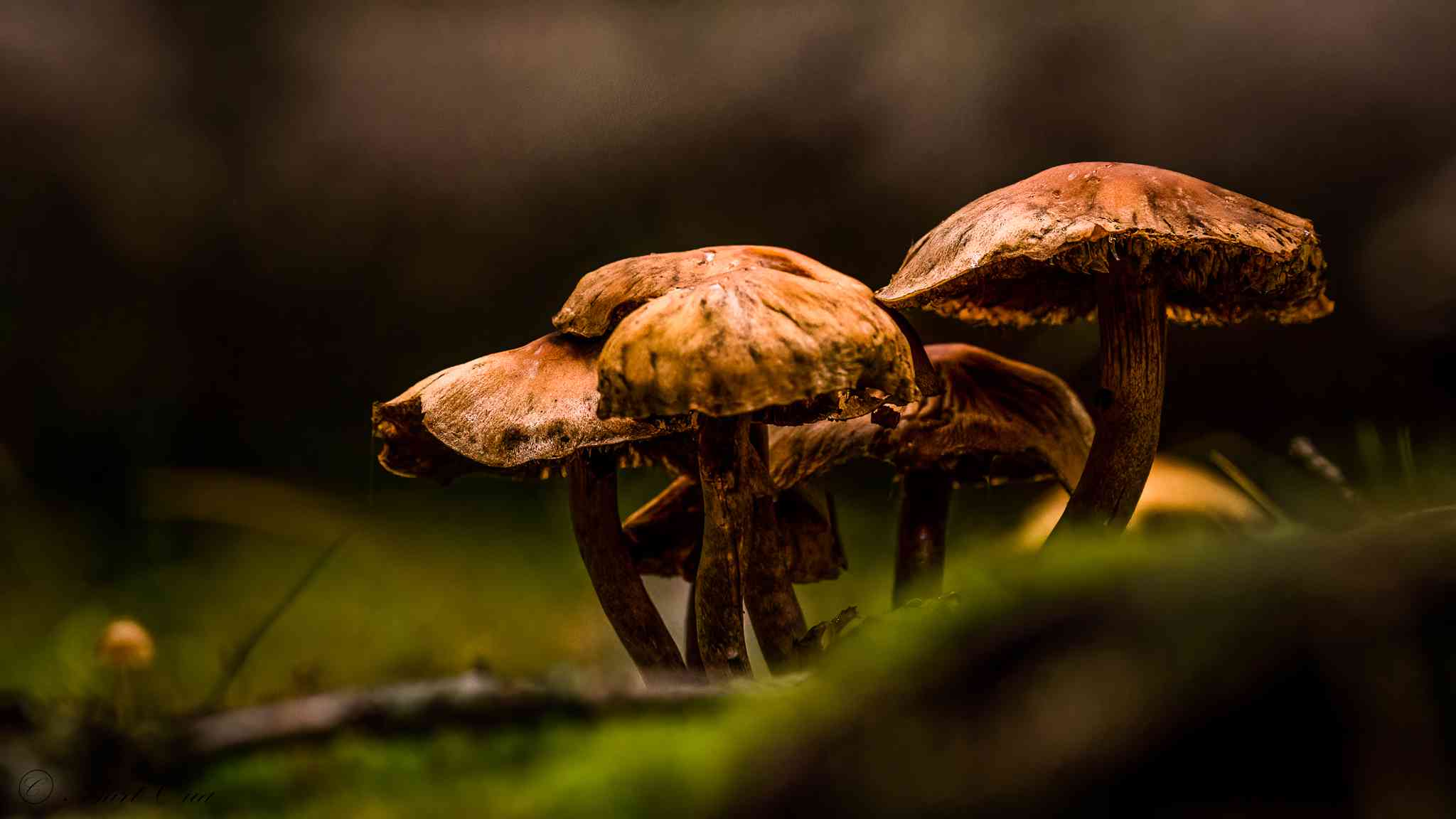 IVN Excursie: Paddenstoelensafari