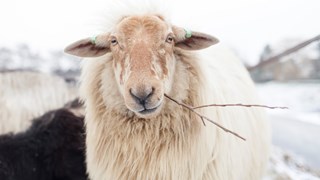 Schaap-sneeuw-MAKBlokweer