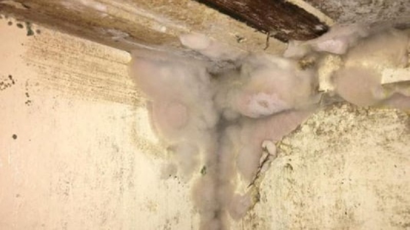 Steeds meer huizen met schimmel en zwamgroei