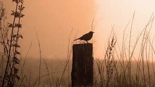 Vroege vogels MAK Blokweer