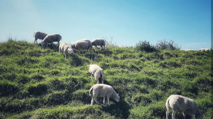 Schapen - Sabine Decnop