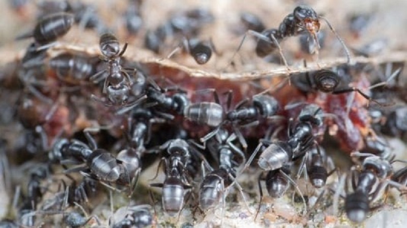 Toenemende overlast exotische mieren