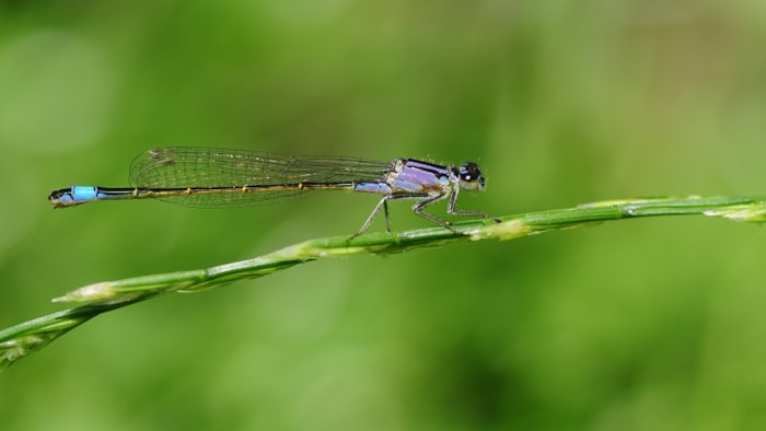 Libelle - Albert Vliegenhart