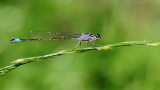 Libelle - Albert Vliegenhart