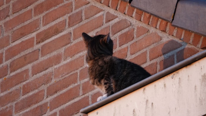 Brandweer redt kat uit dakgoot2