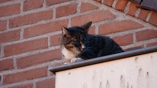 Brandweer redt kat uit dakgoot1