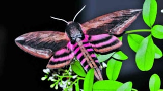 nachtvlinder-1 foto IVN