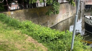 Japanse duizendknoop______