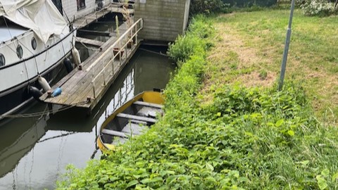 Bezorgdheid over woekerende Japanse duizendknoop